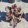 130 flowering plants to clear. Image 2