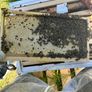2027, Nucs Of Bees, Full Bee Hives Image 2
