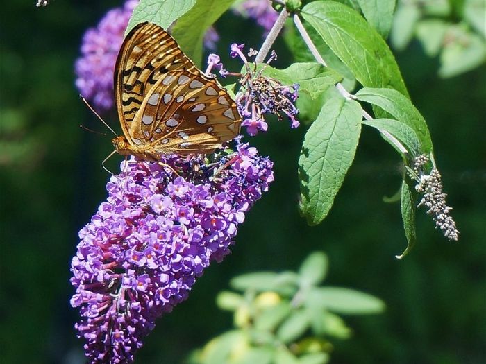 Butterfly Bush Buddlia Plants