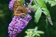 Butterfly Bush Buddlia Plants