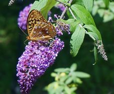 Butterfly Bush Buddlia Plants