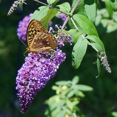 Butterfly Bush Buddlia Plants
