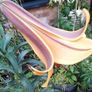 African Queen Lily bulb - last one Image 3