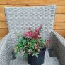 Nandina Domestica Obsessed plant Image 4