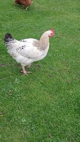 Roosters ( FREE)
