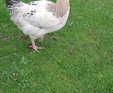 Roosters ( FREE)