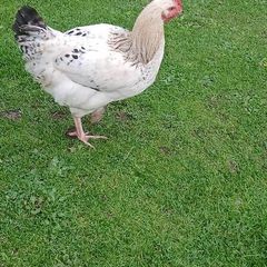 Roosters ( FREE)
