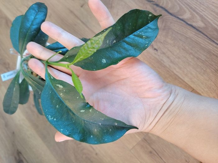 Hoya occultata red