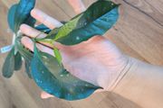 Hoya occultata red