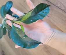 Hoya occultata red