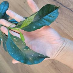 Hoya occultata red