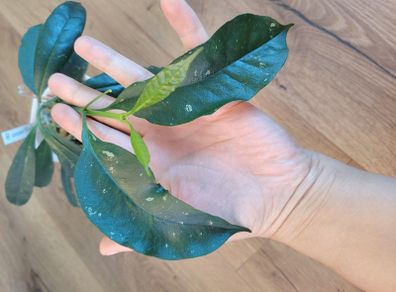 Hoya occultata red