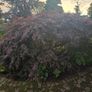 Garden plants Image 3