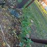 Laurel Hedging Image 10