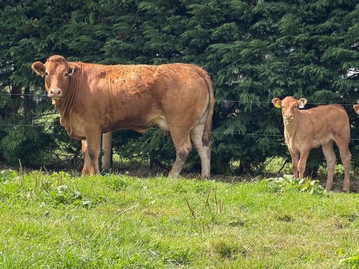 2 super cows and calves for tullamore mart