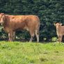 2 super cows and calves for tullamore mart Image 5