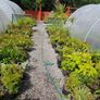 Shrubs and Plants Image 6