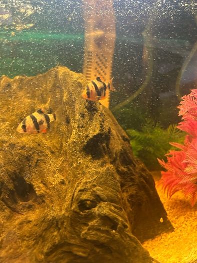fish tank