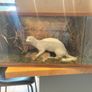 taxidermy Image 4