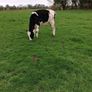 Benalbit herd Fresian yearling heifers Image 2