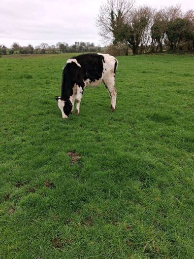 Benalbit herd Fresian yearling heifers