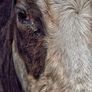Posso 135mm F2.8 Image 9