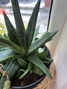 plant