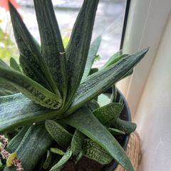 plant
