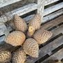 Very large Pine Cones Image 2