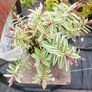 plants Image 4
