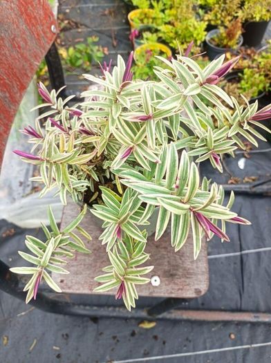 plants