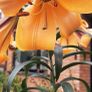 African Queen Lily bulb - 2 available Image 6