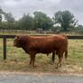 1 Pedigree Limousin Bull & heifers Image 6