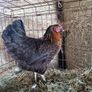 hens Image 5