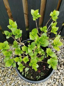 Matured Hydrangea macrophylla plants