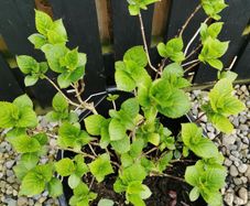 Matured Hydrangea macrophylla plants