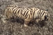 Schleich White Tiger