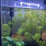 fish Image 3