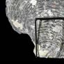 Hand Carved Mother of Pearl Shell - Human Skull Image 3