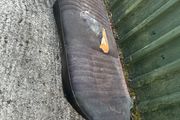 Ford Escort mk2 Rear Seat