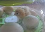 Chicks and fertilised eggs