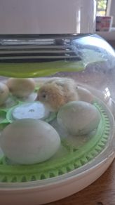 Chicks and fertilised eggs