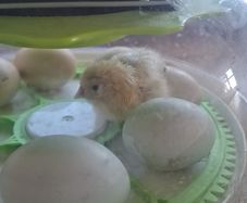 Chicks and fertilised eggs