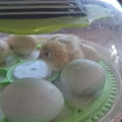 Chicks and fertilised eggs