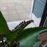 Free kalanchoe plantlets Image 2