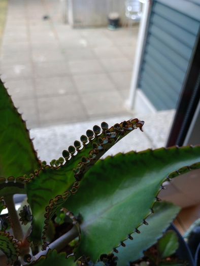 Free kalanchoe plantlets