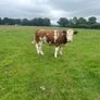 Cattle Image 2