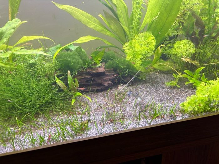 Three complete aquariums