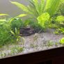 Three complete aquariums Image 3