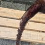 blackthorn walking stick Image 2